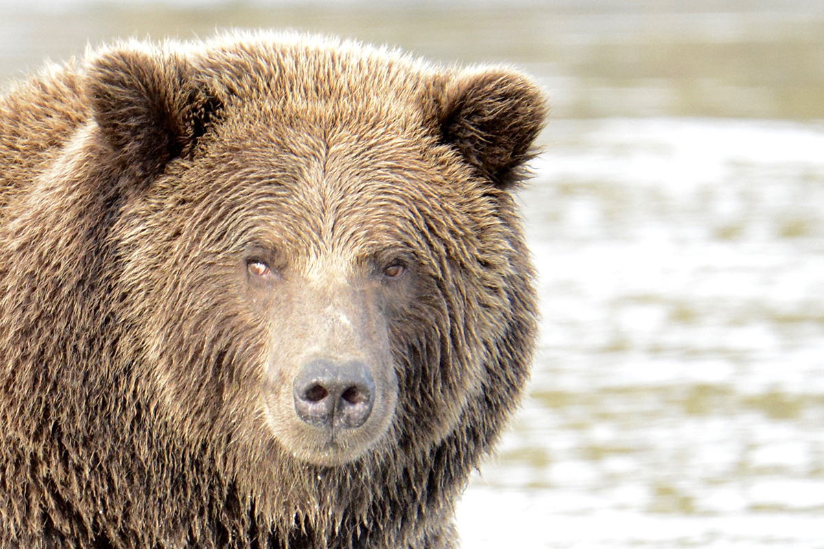 Bear Viewing Safari - Alaska Ultimate Safaris